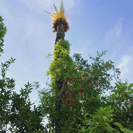 كارايل أبارت للشقق الفندقية *