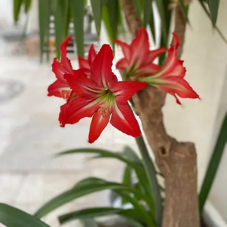 Aparthotel Karayel Apart