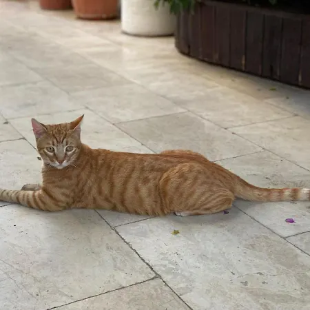 Karayel Apart Bodrum